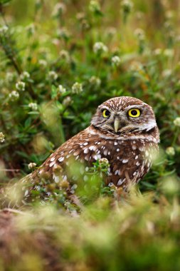 Burrowing Owl sitting near nest clipart