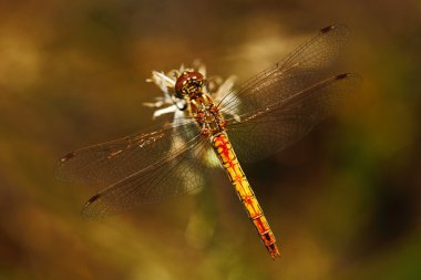 Common Darter dragonfly 