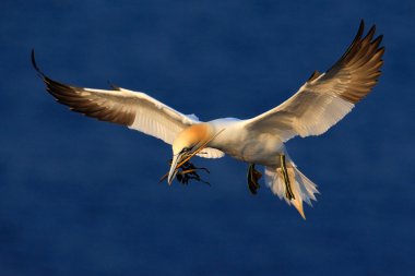 Kuzey gannet uçan 