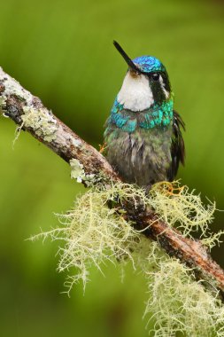 hummingbird sitting on branch clipart