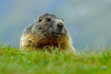 Marmot çimenlerde oturuyor
