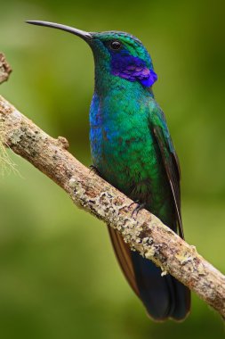 Green Violet-ear hummingbird clipart