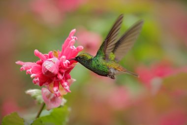 Hummingbird flying next to flower clipart