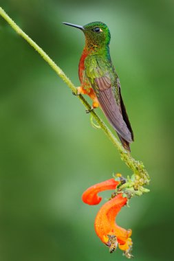 Chestnut-breasted Coronet Hummingbird clipart