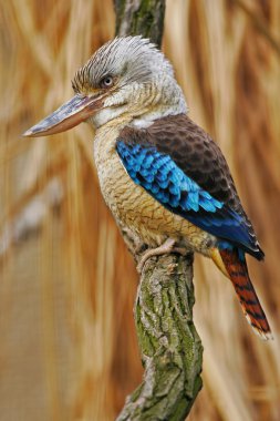 Blue-winged Kingfisher sitting on branch clipart