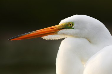 White heron with orange bill  clipart