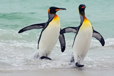 Suda Kral penguenler