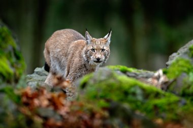 Lynx standing on stone clipart