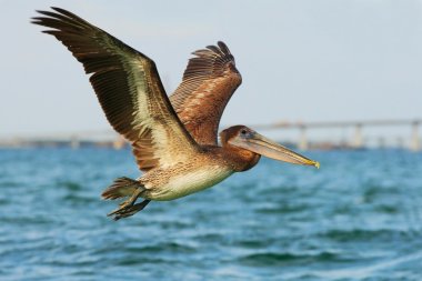 Brown Pelican flying over water clipart