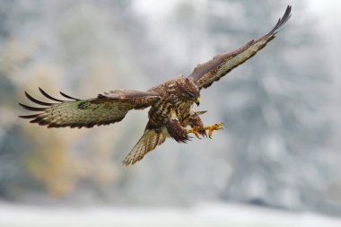 Flying bird of prey clipart