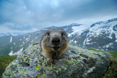 Marmot in Alp mountains clipart