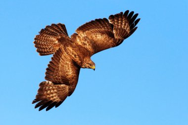 Flying bird of prey clipart