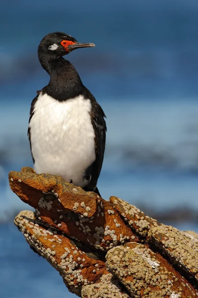 Shag Rock sitter på sten — Stockfoto