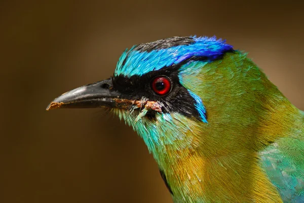 Uccello tropicale dalla foresta di nuvole di montagna — Foto Stock