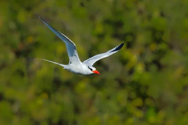 Tropicbird de bico vermelho voador — Fotografia de Stock