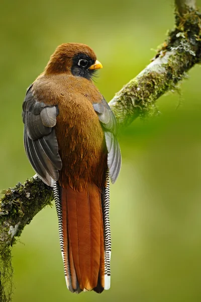 Exotic bird from tropic forest