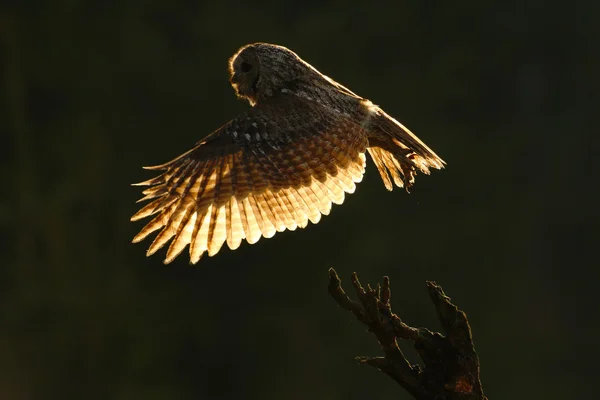Uçan Avrasya alaca baykuş — Stok fotoğraf