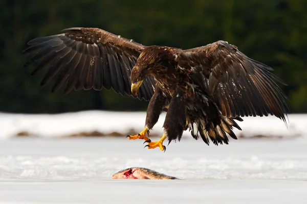 White-tailed Eagle with fish — Stock Photo, Image