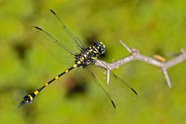 Roofzuchtige flens-staart Dragonfly — Stockfoto