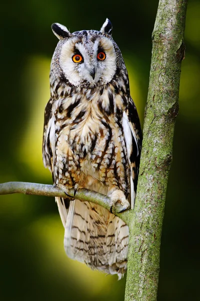 Long-eared Owl sitting on branch — Stock Photo, Image