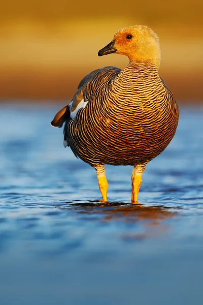 Kelp goose standing in water — Stock Photo, Image
