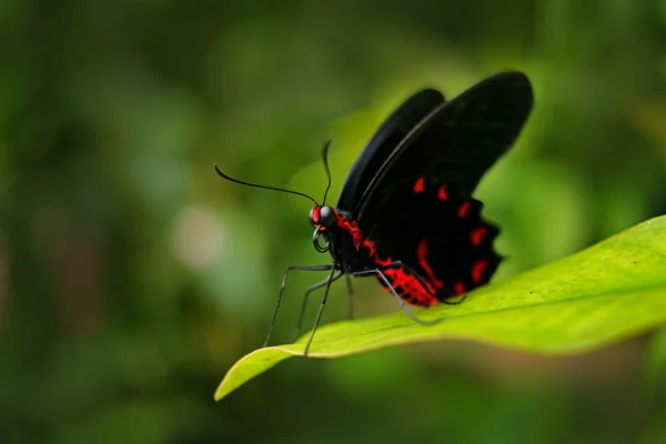 Siedząc na liść motyl — Zdjęcie stockowe