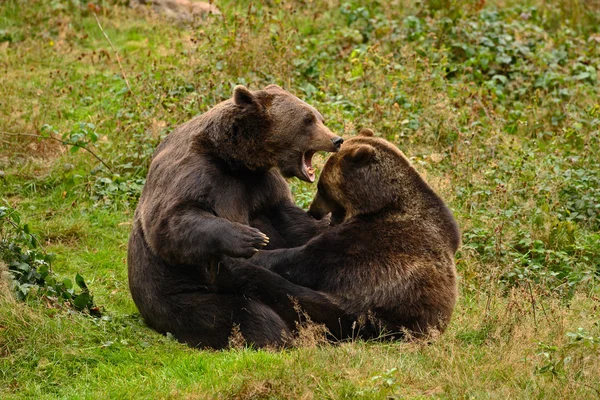 Two brown bears in forest — Φωτογραφία Αρχείου