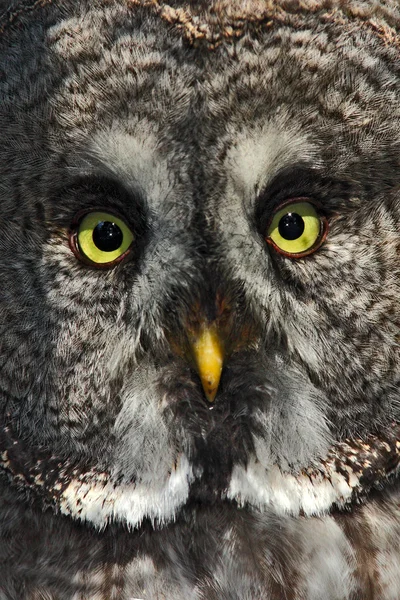 Great grey owl hidden in forest — Stock Photo, Image