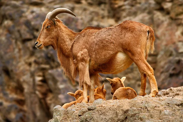 Himalayan tahrs i Rock Mountains — Stockfoto