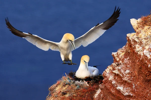 Twee noordelijke Gannets — Stockfoto