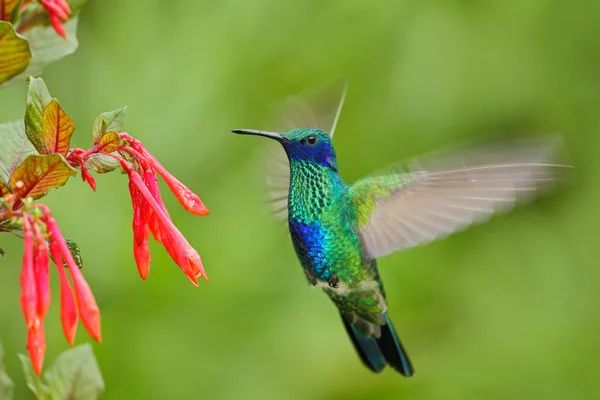 Zöld-lila-fül kolibri — Stock Fotó