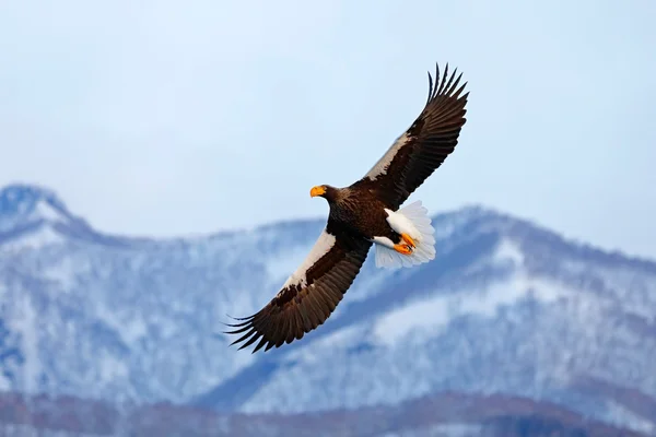 Fliegender seltener Adler — Stockfoto