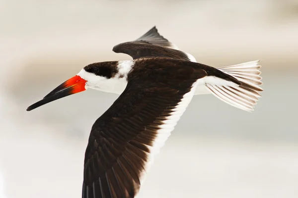 Svart Skimmer i fluga — Stockfoto