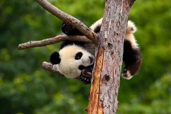 Panda bear op boom — Stockfoto