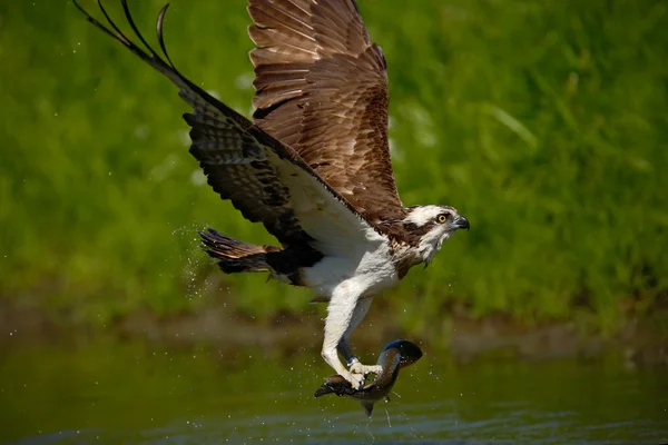 Flying osprey with fish — Stock Photo, Image