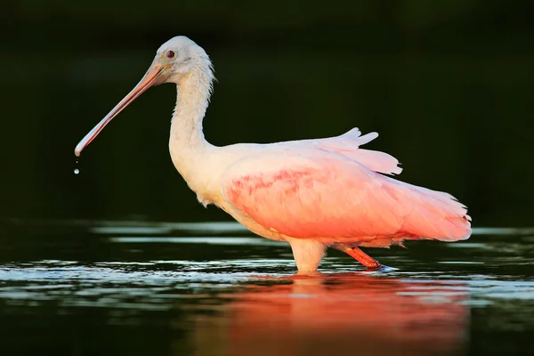 ベニヘラサギ鳥 — ストック写真