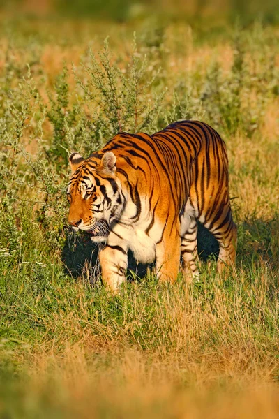 Amur Tiger Bestia da preda — Foto Stock