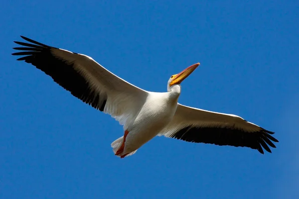 Pelikan fliegt in blauem Himmel — Stockfoto