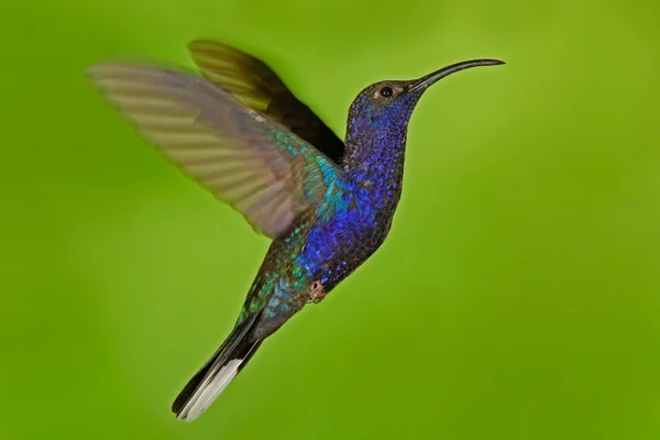 Flying big Hummingbird — Stock Photo, Image