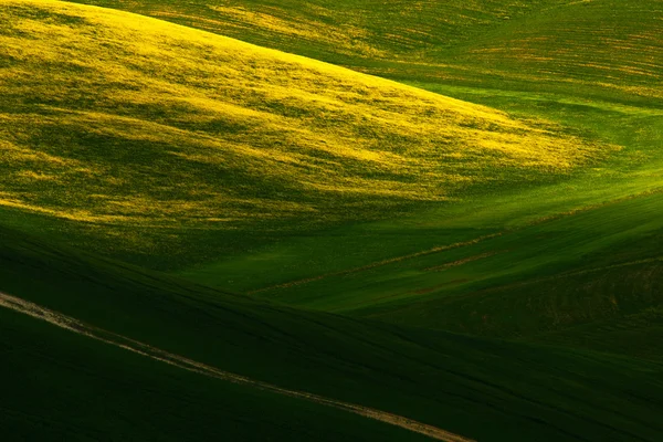 Lato zielony łąka — Zdjęcie stockowe