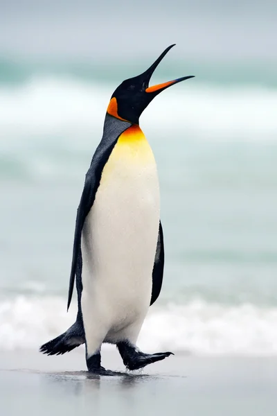 Tučni královi za cenu oceánu — Stock fotografie