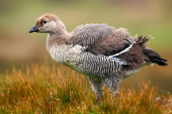 Wild Upland goose — 图库照片