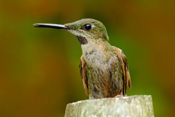 Hummingbird sitting on trunk — Stock Photo, Image