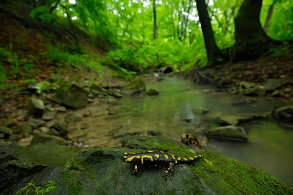 Požár Salamandru na kameni s mechem — Stock fotografie