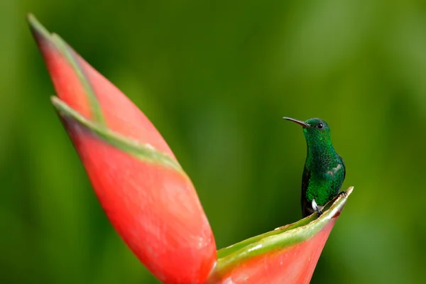 Beija-flor da floresta tropical — Fotografia de Stock