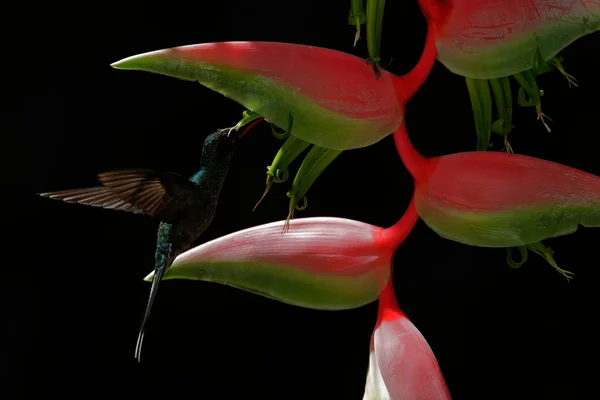 Green Hermit Hummingbird — Stock Photo, Image