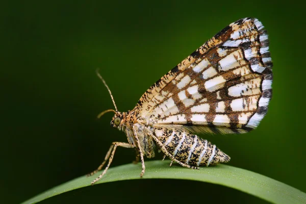 Butterfly zittend op blad — Stockfoto