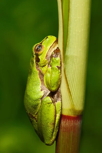 Tadpole amphibian European tree frog — Stock Photo, Image