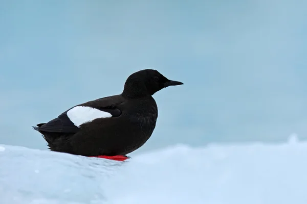 Fekete Guillemot ül a hóban — Stock Fotó