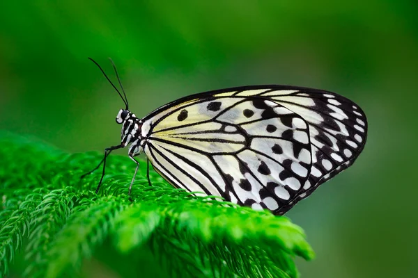 फुलपाखरू शाखा बसून — स्टॉक फोटो, इमेज